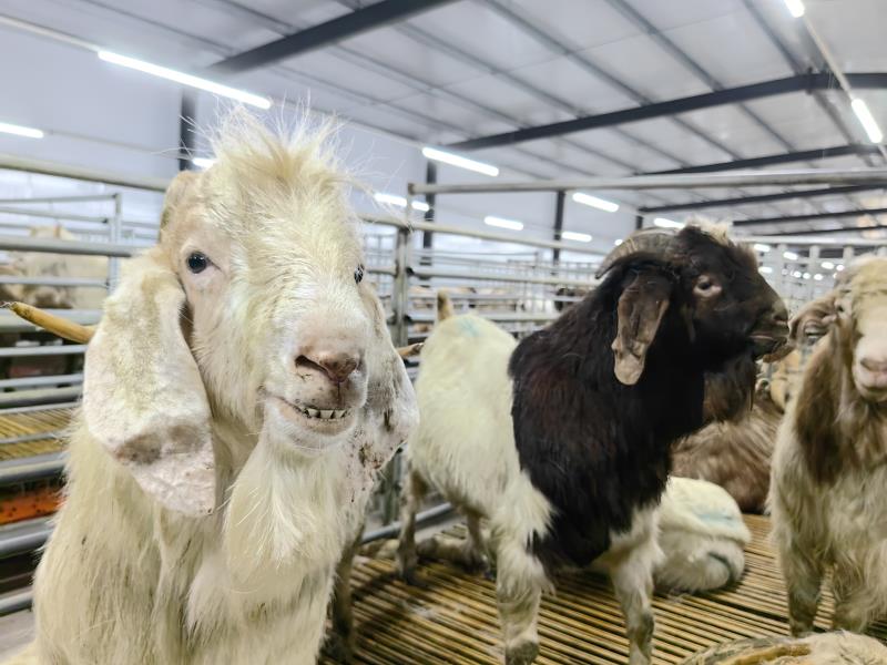 養(yǎng)殖羊這一些要知道 這幾點要注意